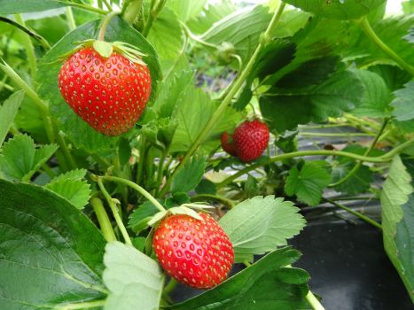 Fraises